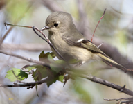 Ruby crowned Kinglet 2013